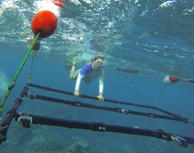 Towed array of gopro cameras with diver