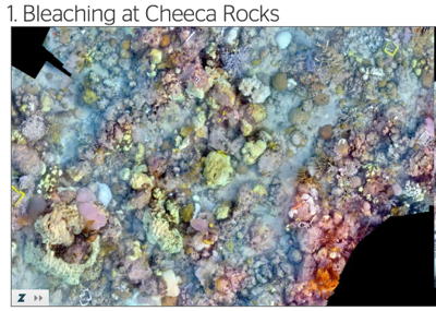 Preview of bleaching mosaic at Cheeca Rocks